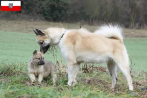 Lire la suite à propos de l’article Éleveurs de chiens du Groenland et chiots en Thuringe