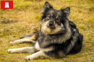 Lire la suite à propos de l’article Éleveurs de chiens lapins finlandais et chiots à Hambourg