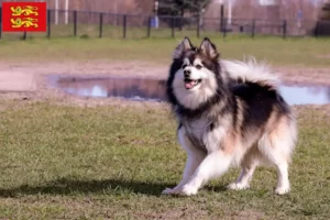 Lire la suite à propos de l’article Éleveurs de chiens lapins finlandais et chiots en Normandie