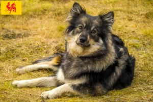 Lire la suite à propos de l’article Éleveurs de chiens lapins finlandais et chiots en Région wallonne