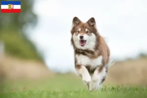 Lire la suite à propos de l’article Éleveurs de chiens lapins finlandais et chiots dans le Schleswig-Holstein