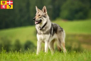 Lire la suite à propos de l’article Éleveurs de chiens-loups tchécoslovaques et chiots en Auvergne-Rhône-Alpes