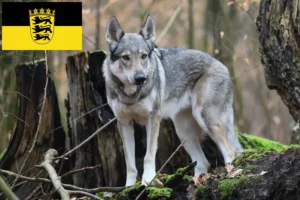 Lire la suite à propos de l’article Chien-loup tchécoslovaque éleveurs et chiots en Baden-Württemberg