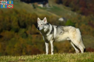 Lire la suite à propos de l’article Éleveurs de chiens-loups tchécoslovaques et chiots en Bourgogne-Franche-Comté