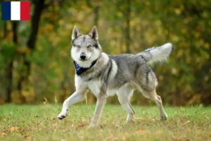 Lire la suite à propos de l’article Éleveurs de chiens-loups tchécoslovaques et chiots en Guadeloupe