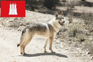 Lire la suite à propos de l’article Chien-loup tchécoslovaque éleveur et chiots à Hambourg