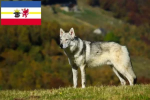 Lire la suite à propos de l’article Chien-loup tchécoslovaque éleveur et chiots en Mecklembourg-Poméranie occidentale