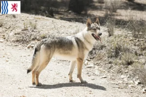 Lire la suite à propos de l’article Éleveurs de chiens-loups tchécoslovaques et chiots en Nouvelle-Aquitaine