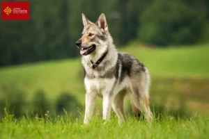 Lire la suite à propos de l’article Éleveurs de chiens-loups tchécoslovaques et chiots en Occitanie