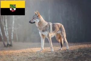 Lire la suite à propos de l’article Chien-loup tchécoslovaque éleveurs et chiots en Saxe-Anhalt