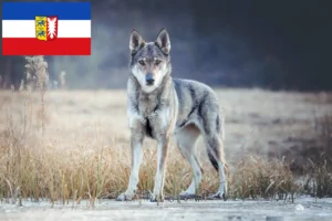 Lire la suite à propos de l’article Chien-loup tchécoslovaque éleveurs et chiots dans le Schleswig-Holstein