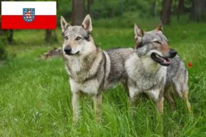 Lire la suite à propos de l’article Chien-loup tchécoslovaque éleveur et chiots en Thuringe