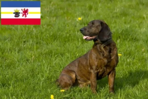 Lire la suite à propos de l’article Éleveurs de chiens suiveurs hanovriens et chiots dans le Mecklembourg-Poméranie occidentale