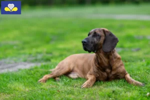 Lire la suite à propos de l’article Éleveurs de chiens suiveurs hanovriens et chiots en région de Bruxelles-Capitale