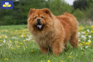 Lire la suite à propos de l’article Éleveurs de Chow-Chow et chiots en Région de Bruxelles-Capitale