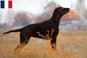 Lire la suite à propos de l’article Éleveurs de Retrievers à poil bouclé et chiots à la Réunion