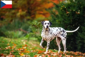 Lire la suite à propos de l’article Éleveurs de dalmatiens et chiots en République tchèque