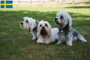 Lire la suite à propos de l’article Dandie Dinmont Terrier éleveurs et chiots en Suède