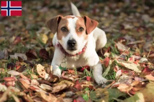 Lire la suite à propos de l’article Danish-Swedish Farmdog Éleveurs et chiots en Norvège