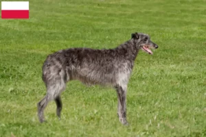 Lire la suite à propos de l’article Éleveurs de Deerhounds et chiots en Pologne