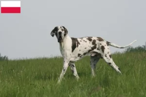 Lire la suite à propos de l’article Dogue allemand éleveurs et chiots en Pologne