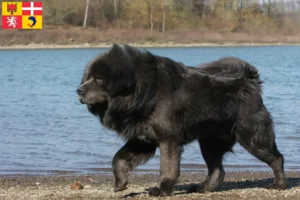 Lire la suite à propos de l’article Éleveurs de dogues du Tibet et chiots en Auvergne-Rhône-Alpes