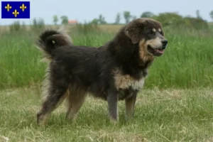 Lire la suite à propos de l’article Éleveurs de dogues du Tibet et chiots en Île-de-France