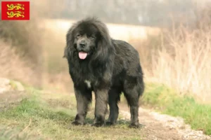 Lire la suite à propos de l’article Éleveurs de dogues du Tibet et chiots en Normandie