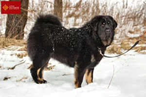 Lire la suite à propos de l’article Éleveurs de dogues du Tibet et chiots en Occitanie