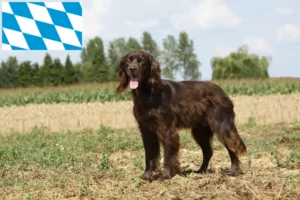 Lire la suite à propos de l’article Éleveurs et chiots à poil long allemands en Bavière