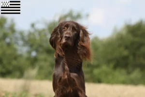 Lire la suite à propos de l’article Éleveurs et chiots à poil long allemands en Bretagne