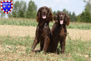 Lire la suite à propos de l’article Éleveurs et chiots à poil long en Centre-Val de Loire