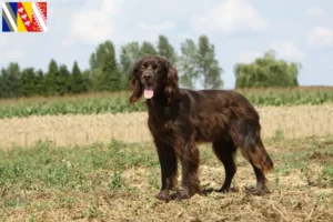 Lire la suite à propos de l’article Éleveurs et chiots à poil long allemands en Grand Est