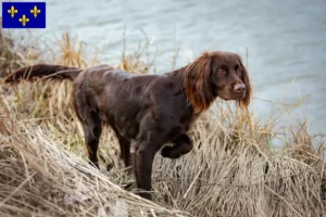 Lire la suite à propos de l’article Éleveurs et chiots à poil long en Île-de-France