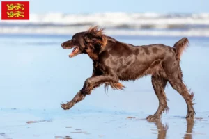 Lire la suite à propos de l’article Éleveurs et chiots à poil long allemands en Normandie