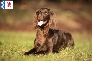 Lire la suite à propos de l’article Éleveurs et chiots à poil long en Nouvelle-Aquitaine