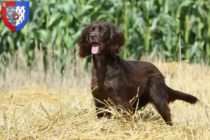 Lire la suite à propos de l’article Éleveurs et chiots à poil long en Pays de la Loire