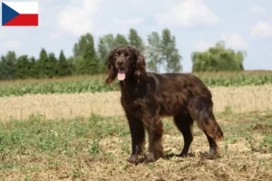 Lire la suite à propos de l’article Éleveurs et chiots à poil long allemand en République tchèque