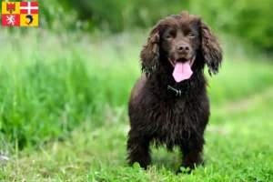 Lire la suite à propos de l’article Éleveurs de Field Spaniels et chiots en Auvergne-Rhône-Alpes