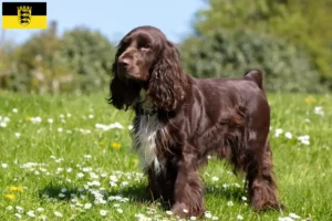 Lire la suite à propos de l’article Field Spaniel éleveurs et chiots en Baden-Württemberg