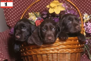 Lire la suite à propos de l’article Éleveurs de Field Spaniel et chiots à Berlin