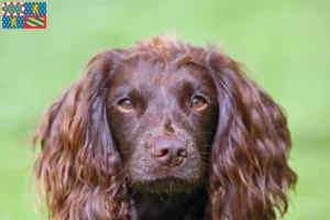 Lire la suite à propos de l’article Éleveurs de Field Spaniels et chiots en Bourgogne-Franche-Comté