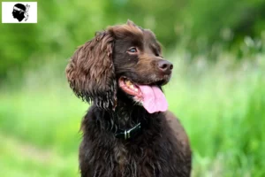 Lire la suite à propos de l’article Éleveurs de Field Spaniels et chiots en Corse