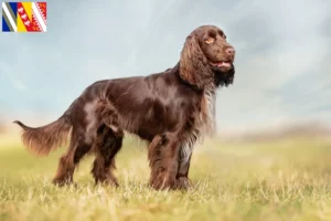 Lire la suite à propos de l’article Éleveurs de Field Spaniel et chiots en Grand Est