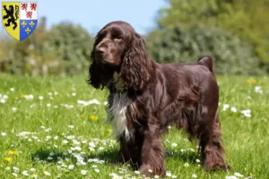 Lire la suite à propos de l’article Éleveurs de Field Spaniel et chiots en Hauts-de-France