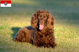 Lire la suite à propos de l’article Éleveurs de Field Spaniel et chiots en Hesse