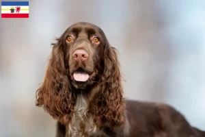 Lire la suite à propos de l’article Éleveurs de Field Spaniel et chiots dans le Mecklembourg-Poméranie occidentale