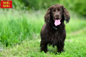 Lire la suite à propos de l’article Éleveurs de Field Spaniels et chiots en Normandie