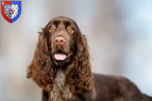 Lire la suite à propos de l’article Éleveurs de Field Spaniel et chiots en Pays de la Loire