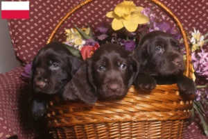 Lire la suite à propos de l’article Éleveurs de Field Spaniel et chiots en Pologne